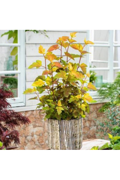 Physocarpus opulifolius Magic Ball